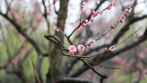 關(guān)于春雨的詩(shī)句古詩(shī)加翻譯