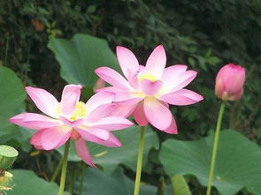小學(xué)一級(jí)荷花的詩(shī)句古詩(shī)大全