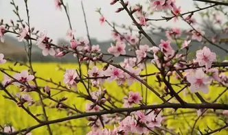 詩(shī)句,花落,紛紛