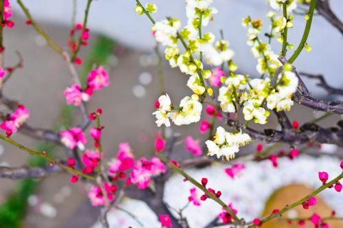 描寫各種花的詩(shī)句古詩(shī)