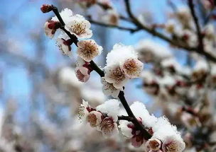 關(guān)于秋風(fēng)和梅花的詩句有哪些