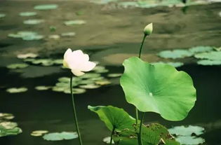 關(guān)于荷花的詩(shī)句_名句