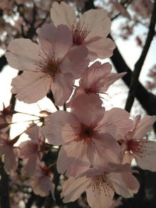 關(guān)于海棠花的詩(shī)句有哪些