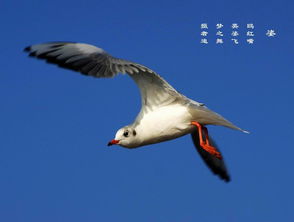 浪濤,海鷗,詩句