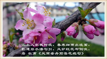 關(guān)于桃美麗的詩句