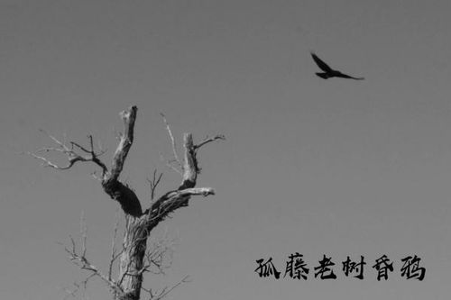 關(guān)于表示死的詩(shī)句