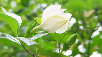 關(guān)于梔子花開(kāi)唯美詩(shī)句