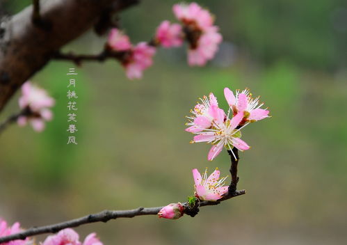 關于桃花的唯美詩句大全,描寫桃花的詩句大全,帶有桃花的詩句大全