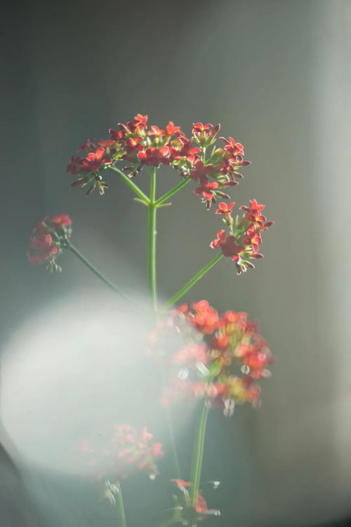 風(fēng)花雨月的詩句古詩
