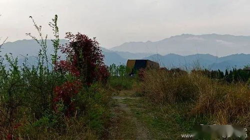 描寫(xiě)春天田園風(fēng)光的詩(shī)句,贊美春天田園風(fēng)光的詩(shī)句,描寫(xiě)春天農村田園風(fēng)光的詩(shī)句