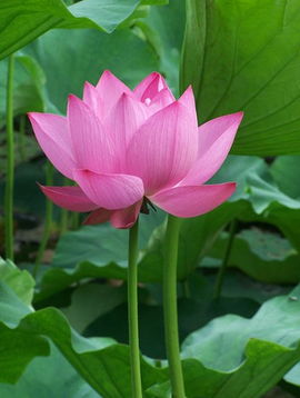 關(guān)于荷花的詩(shī)句以及象征的意義