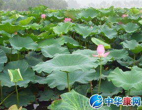 夏末荷葉的詩(shī)句古詩(shī)