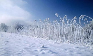 關(guān)于樹(shù)上雪的詩(shī)句