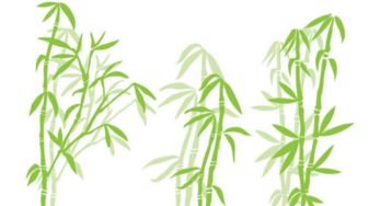 關(guān)于贊美竹子美的詩句有哪些