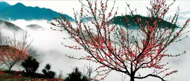 贊美松陽(yáng)的詩(shī)句,描寫(xiě)松陽(yáng)的詩(shī)句,松陽(yáng)茶葉詩(shī)句