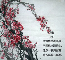 關(guān)于梅的詩(shī)句賞析