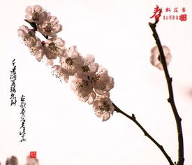 形容花香飄得很遠的詩句,形容花香飄千里的詩句,形容花香飄十里的詩句
