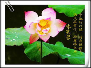 關(guān)于贊沒(méi)荷花的詩(shī)句