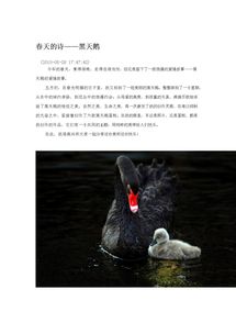 關于春天里天鵝的詩句