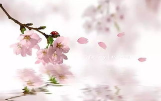 古詩(shī),詩(shī)句,桃花,春天