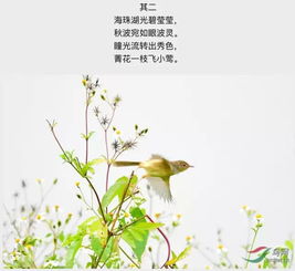 古詩(shī),詩(shī)句,有哪些,里有鳥(niǎo)