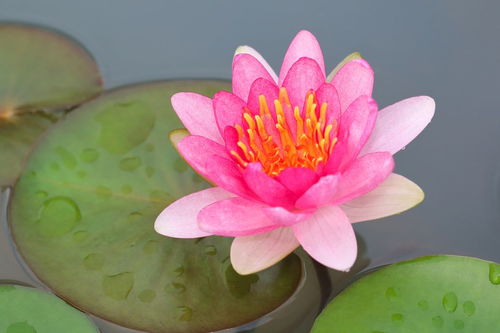 關(guān)于寫(xiě)蓮花的詩(shī)句古詩(shī),有關(guān)蓮花的詩(shī)句古詩(shī),關(guān)于蓮花的詩(shī)句古詩(shī)唯美