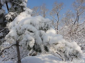 描寫(xiě)雪景色的詩(shī)句古詩(shī)詞