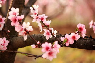 詩(shī)句,花香