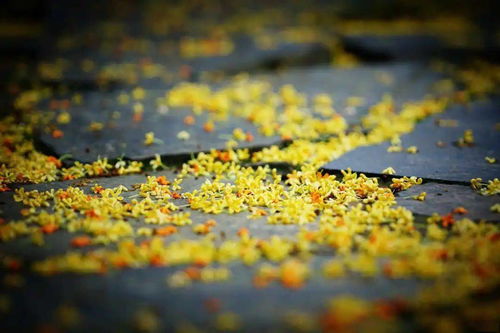 有關(guān)桂花的詩句古詩,小學(xué)關(guān)于桂花的詩句古詩,關(guān)于贊美桂花的詩句古詩