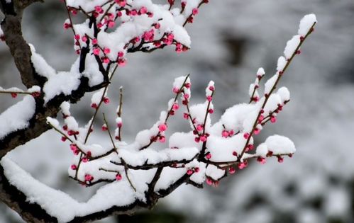 梅花雪詩(shī)句古詩(shī)