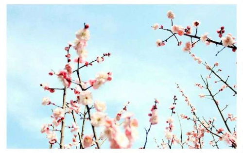 古詩(shī)75首描寫(xiě)草的詩(shī)句
