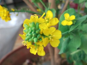 關(guān)于贊美白菜的詩(shī)句春風(fēng)