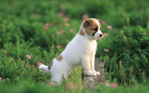 關(guān)于犬的詩句大全