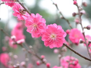 關(guān)于桃花美食的詩(shī)句