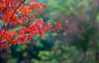 關(guān)于秋雨的美好詩句