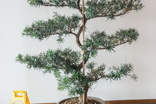 古詩(shī),詩(shī)句,榕樹(shù),贊美