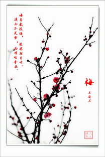 古詩,詩句,梅花,描寫