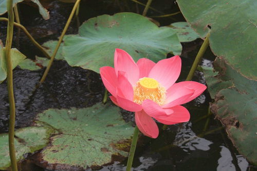 關于蓮花的詩句標明作者出處
