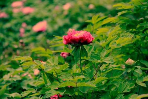 詩句,春風(fēng),春花,春草