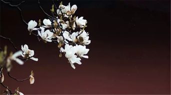 關(guān)于長(zhǎng)途跋涉的詩(shī)句