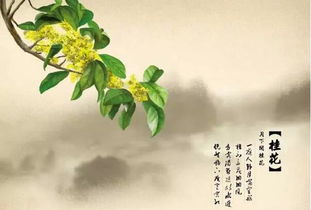 關(guān)于桂花的詩(shī)句秋天