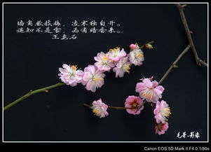 詩句,梅花