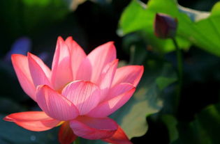 關(guān)于蓮花勵(lì)志的詩(shī)句