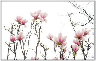 關于木蘭花詩句