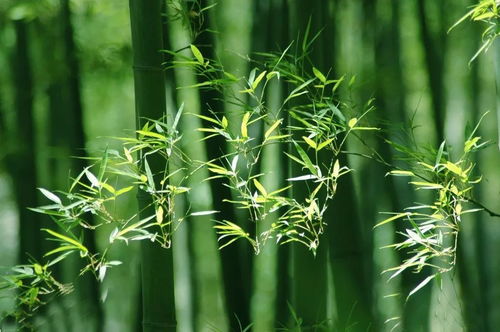 關(guān)于竹子讀書的詩句