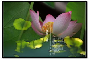 有關(guān)荷花的詩(shī)句古詩(shī)名言,贊美荷花的詩(shī)句和名言,關(guān)于荷花的名言名句或詩(shī)句