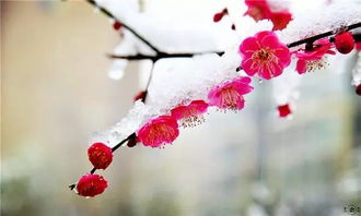 詩(shī)句,賞析,于梅