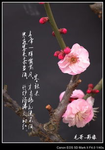 贊美梅花荷花的詩(shī)句古詩(shī)大全