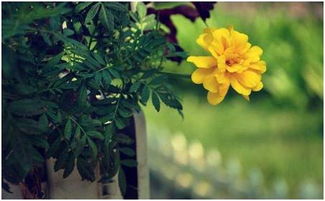 寫一句關(guān)于菊花的詩句嗎