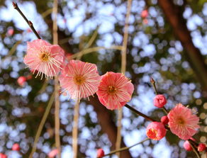 關(guān)于雨后花的詩(shī)句